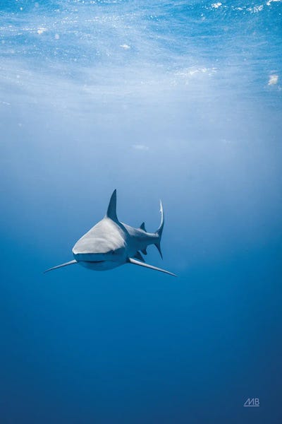 Max Blakesberg Studios: The Hunter by Max Blakesberg Studios