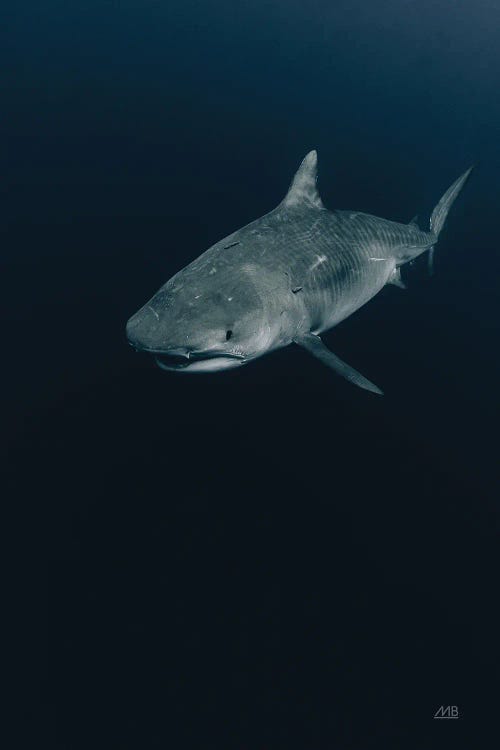 Tiger Shark