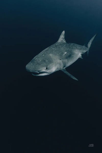 Max Blakesberg Studios: Tiger Shark by Max Blakesberg Studios