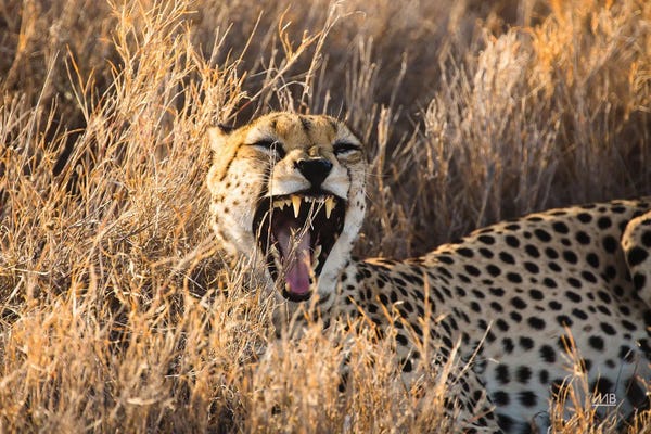 Leopards: Big Yawn II by Max Blakesberg Studios