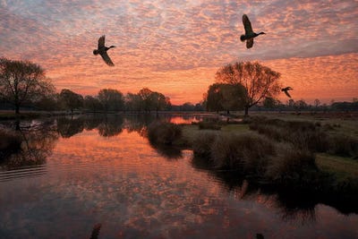 3 Ducks by Max Ellis framed wall art