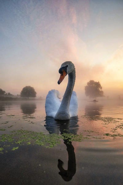 Swan Mist Sun by Max Ellis metal wall art