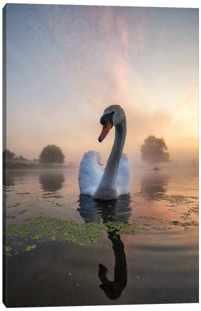 Swan Mist Sun Canvas Art Print - Swan Art