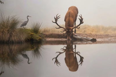 Watering Hole by Max Ellis canvas print