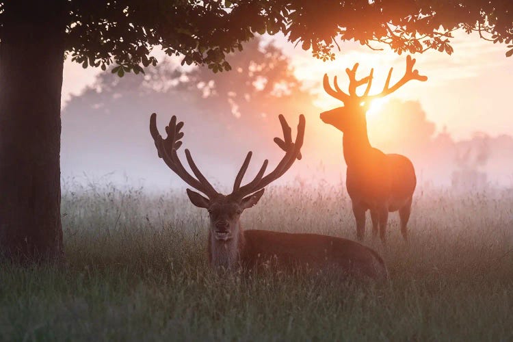 Lazy Summer Dawn