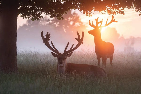Lazy Summer Dawn