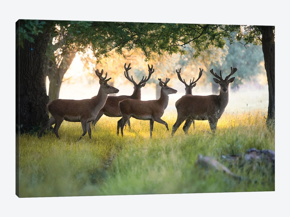 Ordered by Max Ellis 1-piece Canvas Wall Art