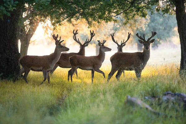 Deer: Ordered by Max Ellis