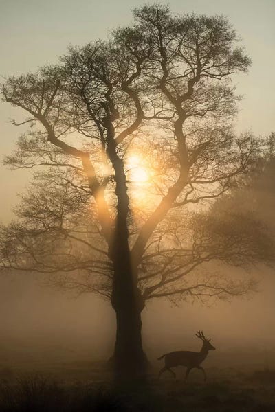 Max Ellis: Dawn Tree by Max Ellis