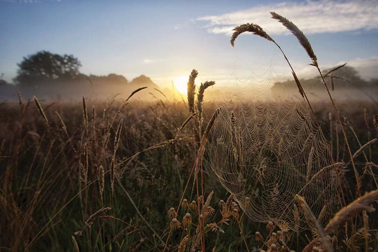 Dawn Web
