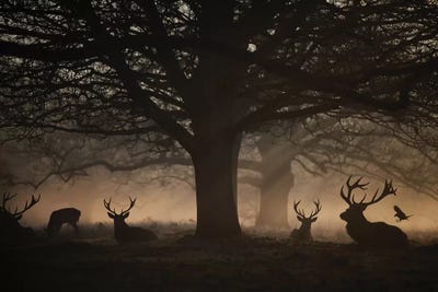 Deep In The Woods by Max Ellis framed wall art