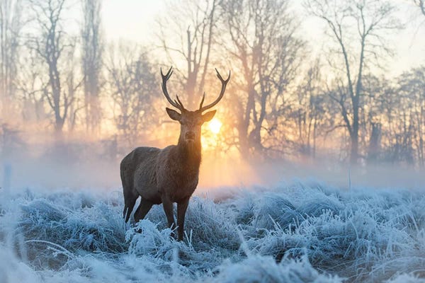Deer: Fire And Ice I by Max Ellis