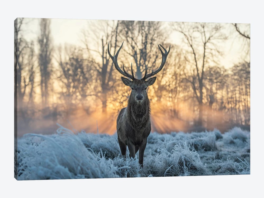 Fire And Ice II by Max Ellis 1-piece Canvas Wall Art
