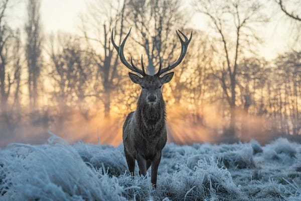 Deer: Fire And Ice II by Max Ellis