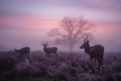 Glorious Dawn by Max Ellis framed wall art