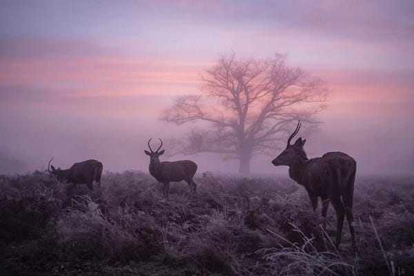 Max Ellis: Glorious Dawn by Max Ellis