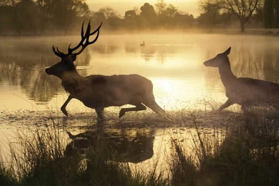 Golden Crossing by Max Ellis framed wall art