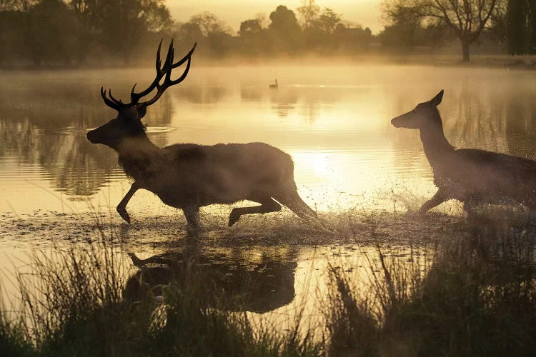 Golden Crossing