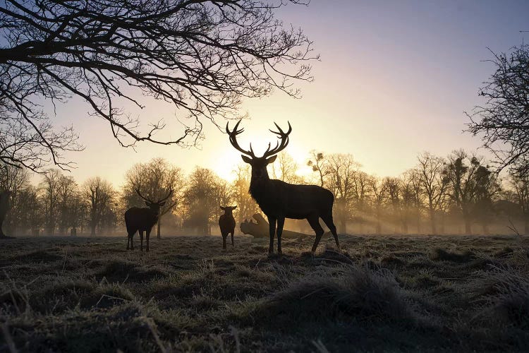 Guarding The Dawn