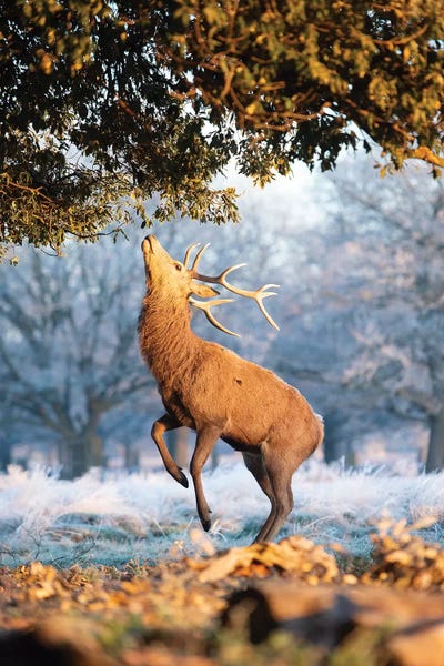 Blue And Orange by Max Ellis framed wall art