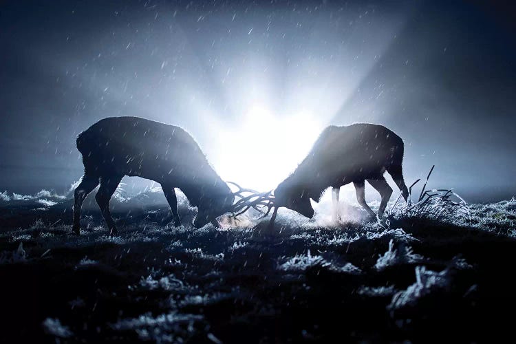 Head To Head