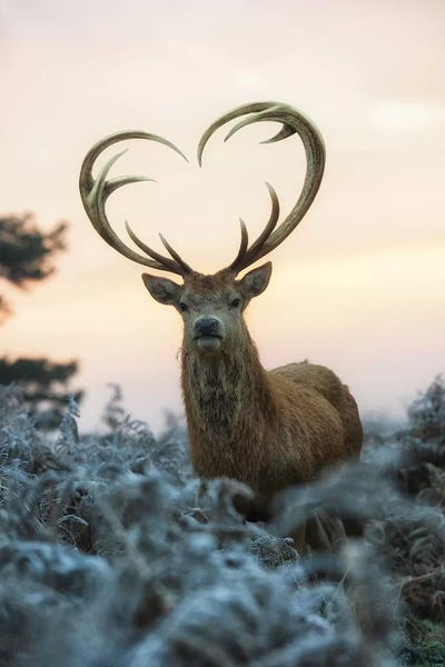 Max Ellis: Heart Shaped Antlers I by Max Ellis
