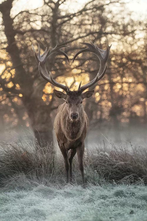 Heart Shaped Antlers II by Max Ellis wall art