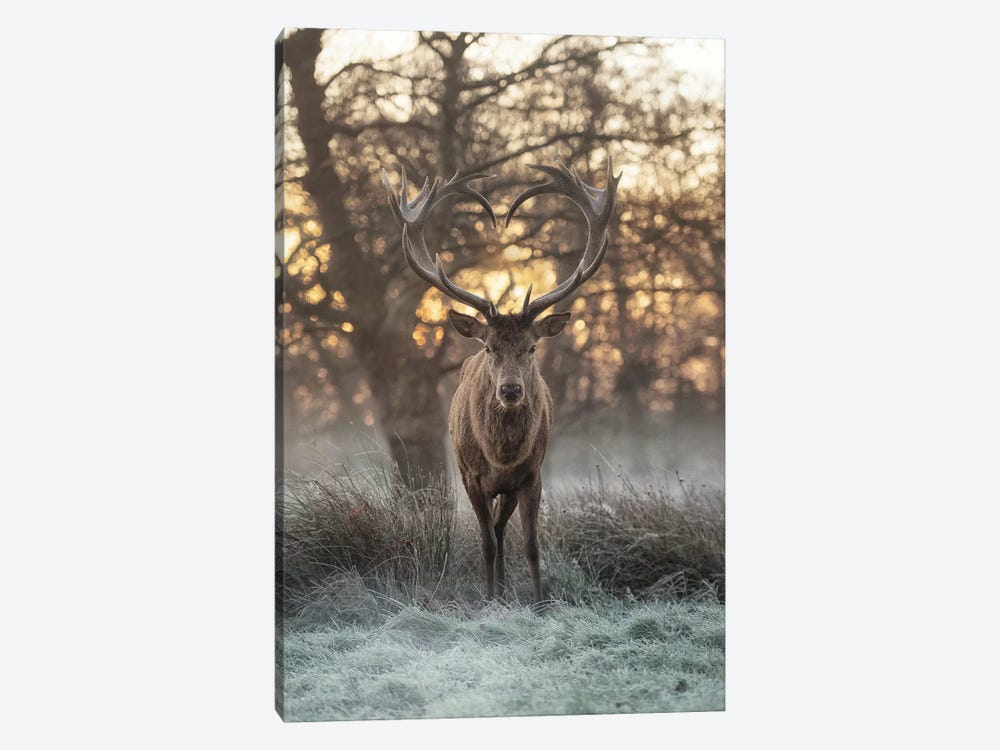 Heart Shaped Antlers II by Max Ellis 1-piece Canvas Wall Art