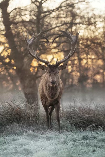 Max Ellis: Heart Shaped Antlers II by Max Ellis