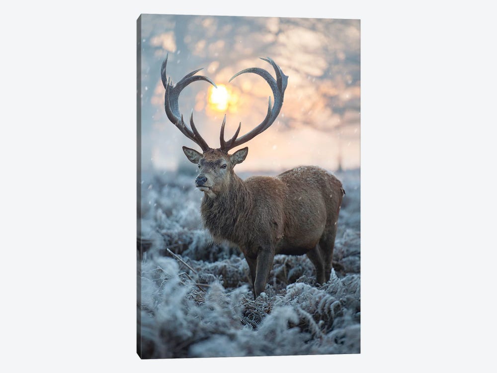 Heart Shaped Antlers III by Max Ellis 1-piece Canvas Print