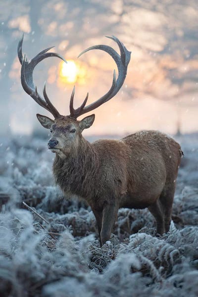 Max Ellis: Heart Shaped Antlers III by Max Ellis