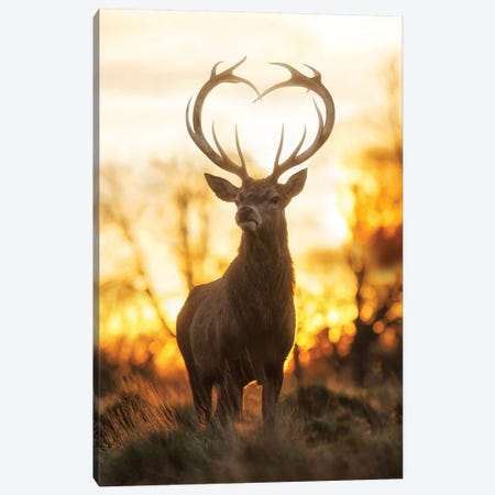 Heart Shaped Antlers IV Canvas Print #MXE24} by Max Ellis Canvas Artwork
