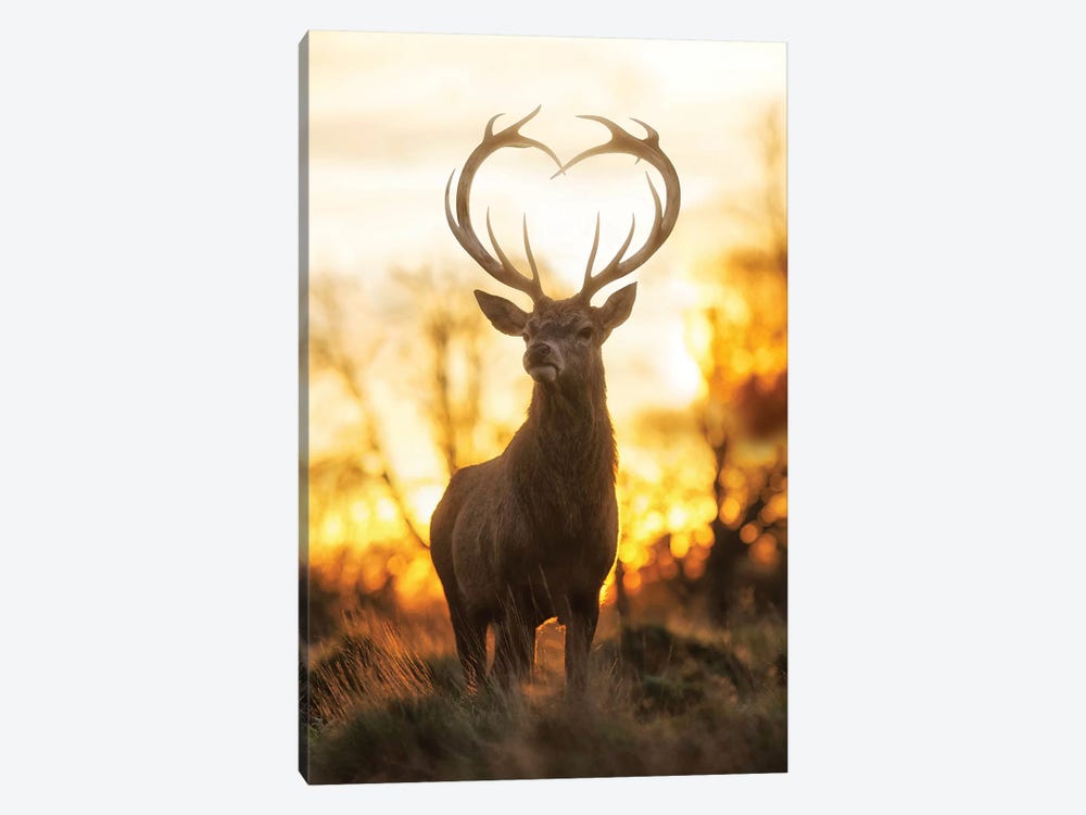 Heart Shaped Antlers IV by Max Ellis 1-piece Canvas Wall Art