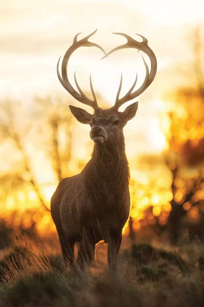 Max Ellis: Heart Shaped Antlers IV by Max Ellis