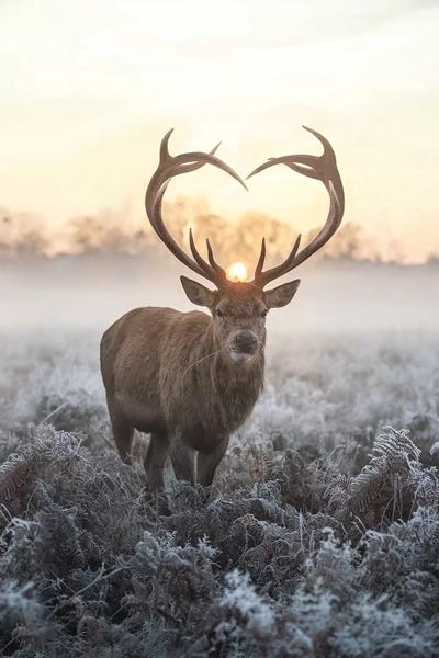 Hearts: Heart Shaped Antlers V by Max Ellis