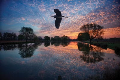 Heron Crossing by Max Ellis framed wall art