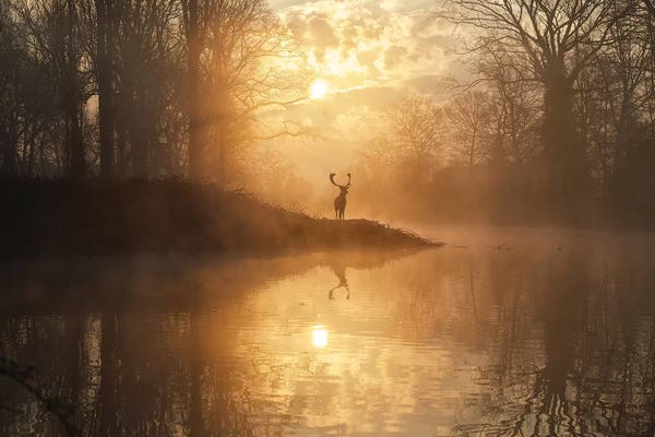 Deer: Hidden Realm II by Max Ellis