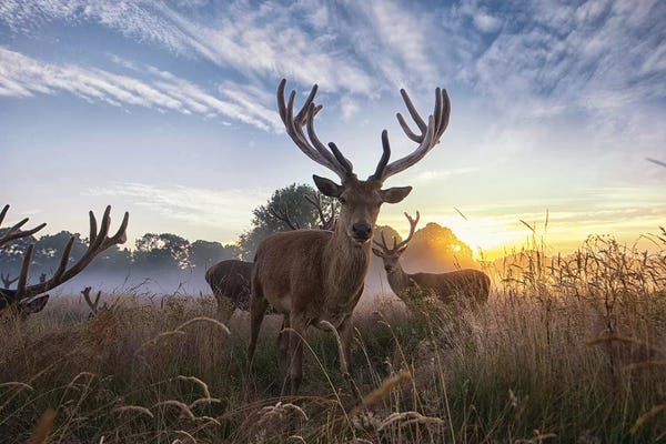 July Dawn