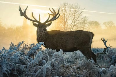 Magic Ferns by Max Ellis framed wall art