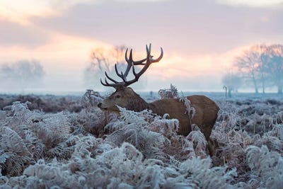 Mandelbrot by Max Ellis framed wall art