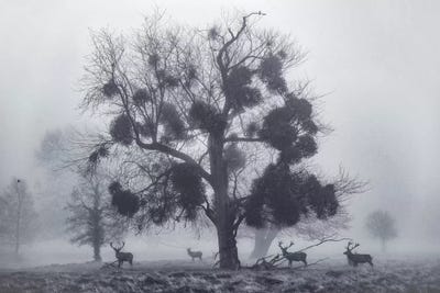 Mistletoemist by Max Ellis framed wall art