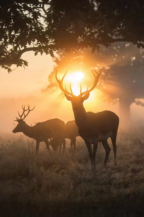 Misty Magic by Max Ellis wall art