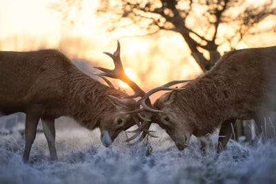 Morning Warm Up by Max Ellis framed wall art