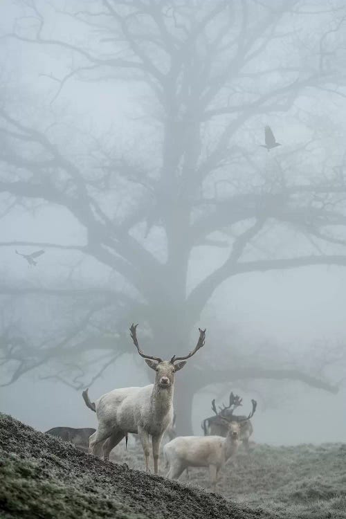 Most Mist