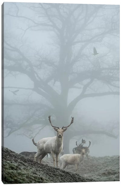 Most Mist Canvas Art Print - Max Ellis