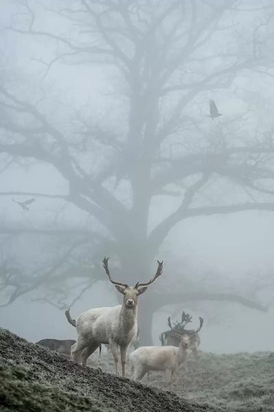 Most Mist