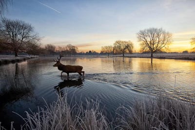 On Golden Pond by Max Ellis framed wall art