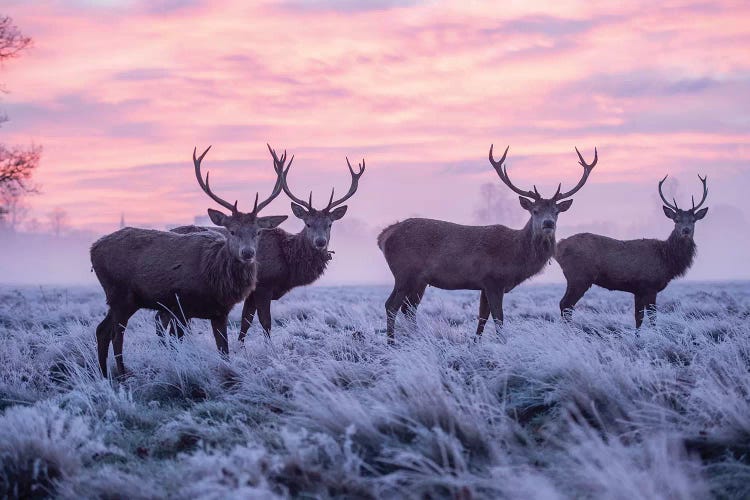 Pink And Blue by Max Ellis wall art