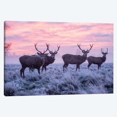 Pink And Blue Canvas Print #MXE38} by Max Ellis Canvas Art