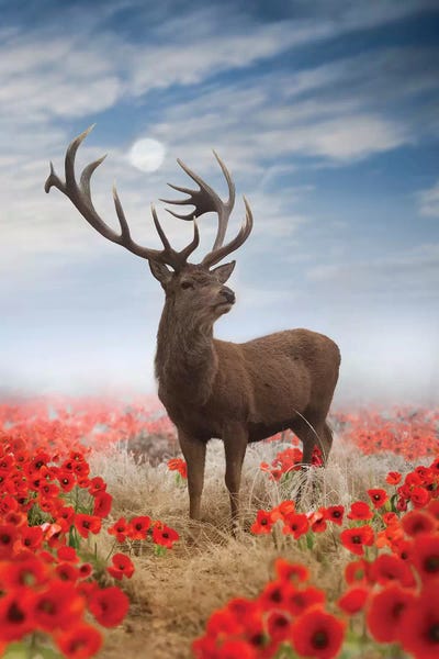 Max Ellis: Poppy Stag by Max Ellis